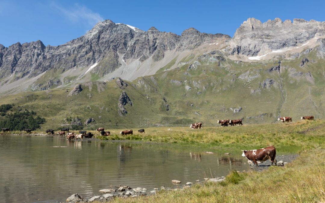 Estrema d’Alpeggio Fontina Dop: l’eccellenza più alta d’Europa!