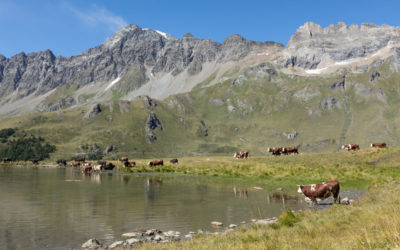 Estrema d’Alpeggio Fontina Dop: l’eccellenza più alta d’Europa!